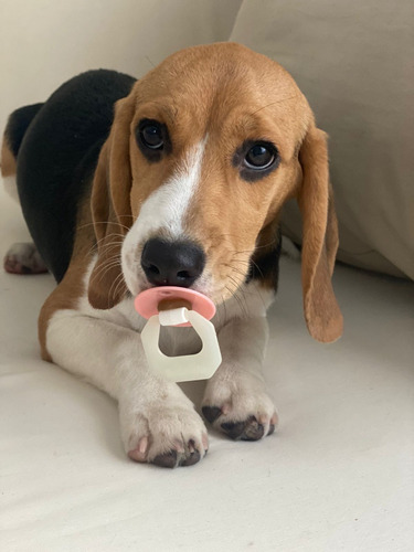 Cachorros Beagle Tricolor