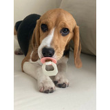 Beagle Cachorro Pelaje Corto