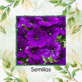 50 Semillas Flor Petunia Azul Violeta  + Obseq Germinación