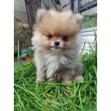 Pomerania Cachorro Macho  Lulu Fca