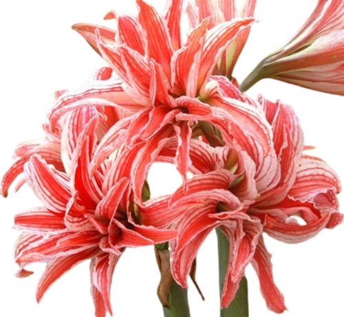 Bulbo Hippeastrum Doublet + Kit De Cultivo + Envío + Curso