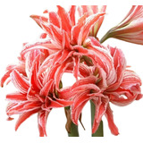 Bulbo Hippeastrum Doublet + Kit De Cultivo + Envío + Curso