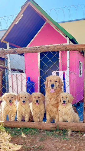 Filhote De Golden Retriever Excelente Genética Cães Puros