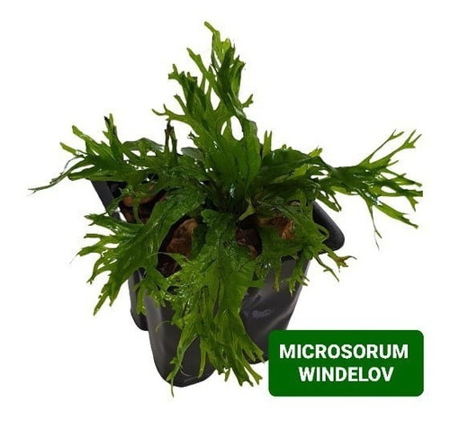 Microsorum Windelov Linda Planta Aquario Plantado P/ Troncos