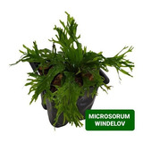 Microsorum Windelov Linda Planta Aquario Plantado P/ Troncos