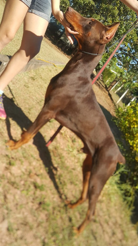 Filhotes Dobermann Euro Pedigree  Chip Machos Índole Impecá!