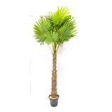 Planta Artificial Anemona 18 Hojas 2.05m