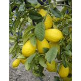 Citron Etrog ( Arbol ) Sucot M Limon Israeli  1.20 M  Sin Pa