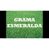 Sementes Grama Esmeralda 1kilo Para 1000m² # Pronta Entrega