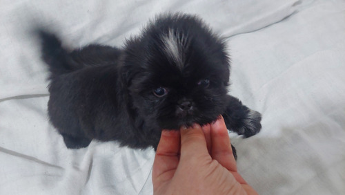 Filhote Shihtzu Macho Preto