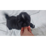 Filhote Shihtzu Macho Preto