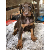 Cachorros Doberman En Venta