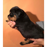 Rottweiler Hembras Y Machos Con Pedeegre Internacional