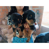 Rottweiler Cachorros En Venta Ibagué