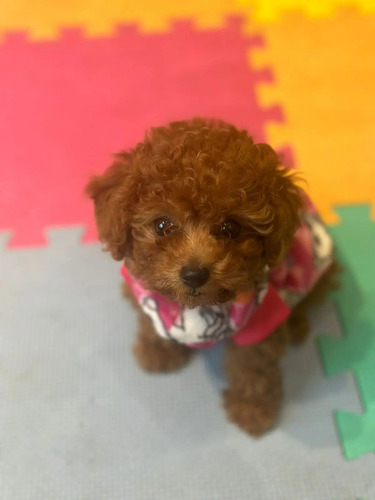 Ultimos 3 Cachorritos French Poodle Rojo Vino Minitoy | Meses sin interés