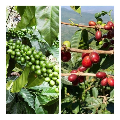Semillas Coffea Arabica - Cafeto O Cafe Var. Sachimor 100 Gr