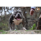 Monta Semental American Bully Pocket