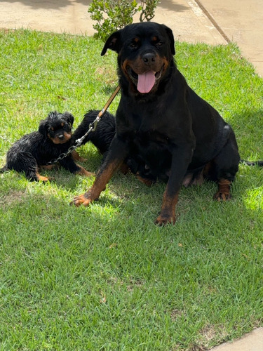  Filhotes De Rottweiler De Linhagem Alemã Disponíveis! 