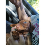 Cachorros Salchicha Dachshund Mini Bs.as