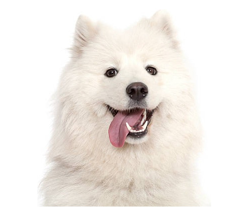 Cachorros Samoyedo Disponible Perros En Venta En Cali