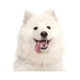 Cachorros Samoyedo Disponible Perros En Venta En Cali