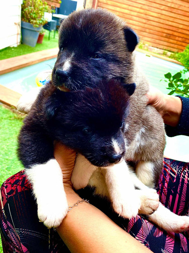 Akitas Americanos V Region