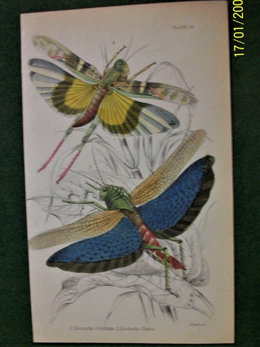 Insectos Grabado Coloreado 10 X 16,50 Edimburgo 1833 Nº 16