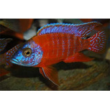 Peixe Ciclideo Africano Aulonocara Red Ruby Macho 8cm