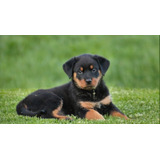 Cachorro Rottweiler 08