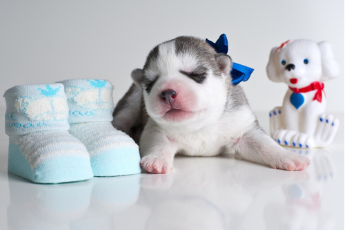 Descollante Husky Exclusivos Mascotas Saintdaniel 25