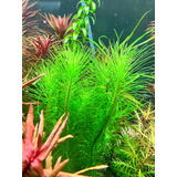 Rotala Bangladesh