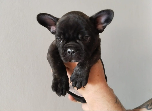 Cachorro Bulldog Francés Brindle Medellín Animal Pets Col