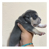 American Bully Pocket Blue Criadero Cachorros 