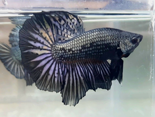 Betta Black Copper Halfmoon Macho Bch