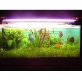 Tubo Grolux De Led 10w T8 60cm Directo 220v , Peces,plantas