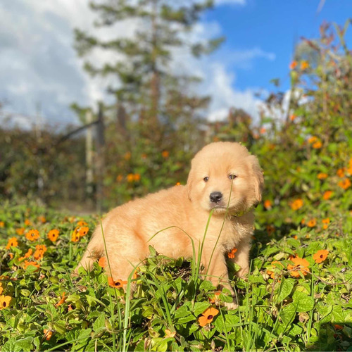 Cachorro Golden Retriver