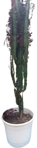 Cactus Euphorbia Morada Extra Grande En Maceta N°30