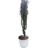 Cactus Euphorbia Morada Extra Grande En Maceta N°30