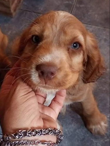 Cocker Cachorros. Puros. Preciosos!!