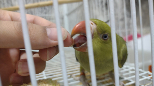 Ringneck Filhote Verde - Portador De Azul