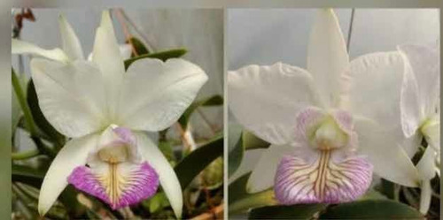 Cattleya Nobilor S/alba Chiba X Gurupi