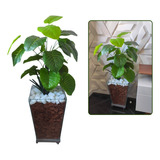 Planta Artificial (giboinha) No Vaso De Vidro Com Rodinhas