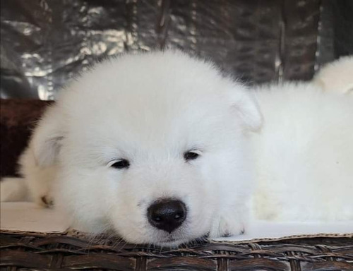 Tiernos Samoyedo