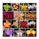 10 Mudas De Orquídea Cattleya - Adultas - Sortidas