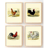 Impresiones De Pollos Y Gallos Vintage Por Ink Inc., De...