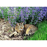 Catnip Catmint Nepeta Cataria Acerca De 100 Semillas Para Pl