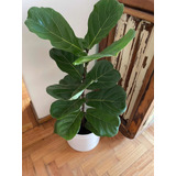 Planta Ficus Lyrata/ Pandurata En Maceta Premium 