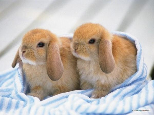 Lindisimos Conejos Para Mascota Mini Lop (belier) Mas Comida