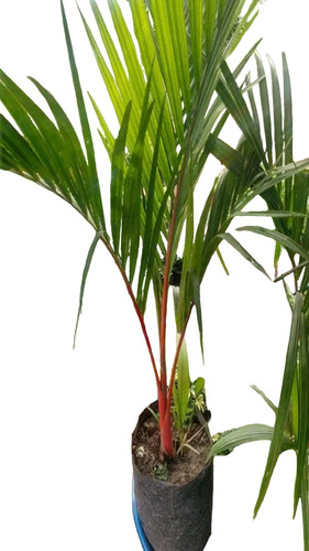 Palmera Palma Areca Roja Cyrtostachys Renda