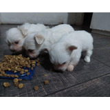 Perritos Bichón Maltés